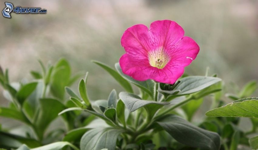 petúnia, fialový kvet