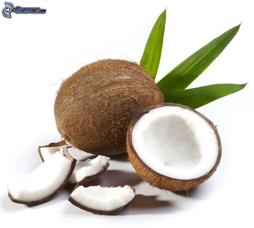 kokosový orech, listy