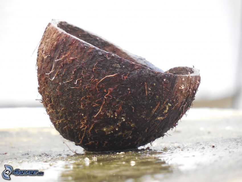 kokosový orech