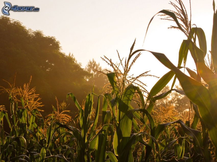 kukuričné pole, po západe slnka