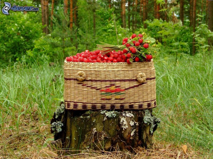 lesné jahody, košík, peň