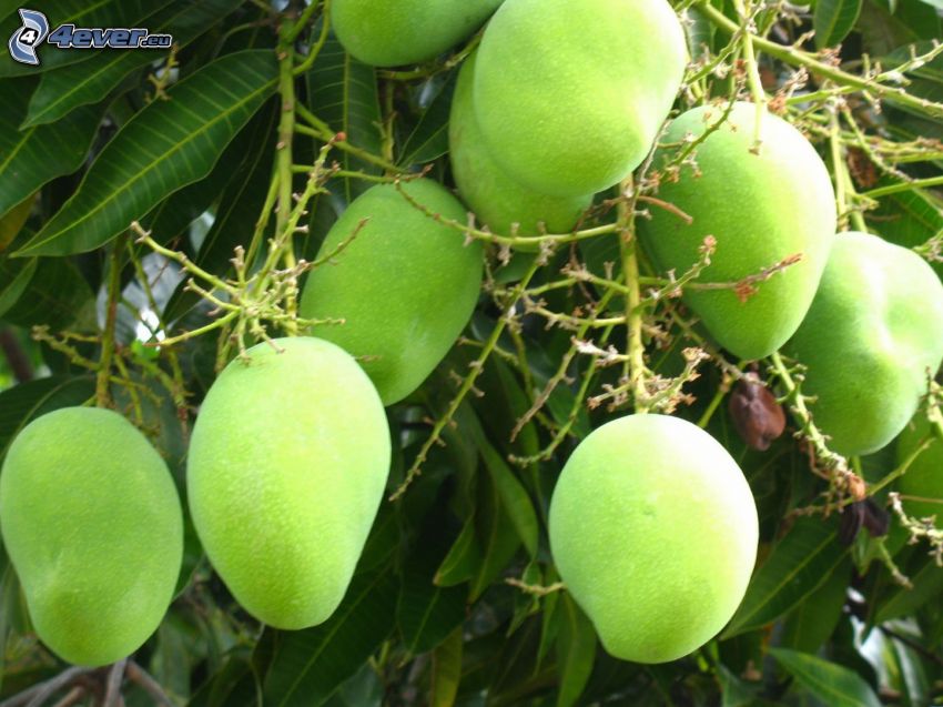 mango, zelené listy