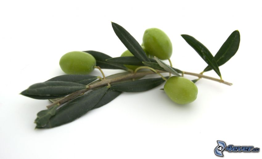 olivy, konárik
