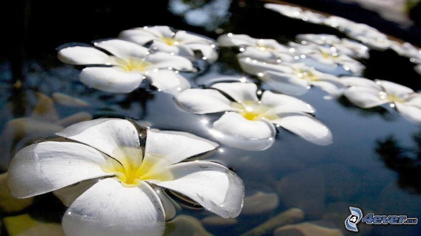 pluméria, biele kvety, vodná hladina