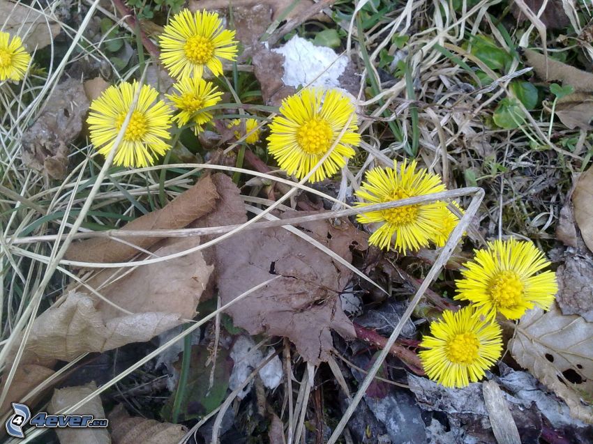 Podbeľ, žlté kvety, jesenné listy