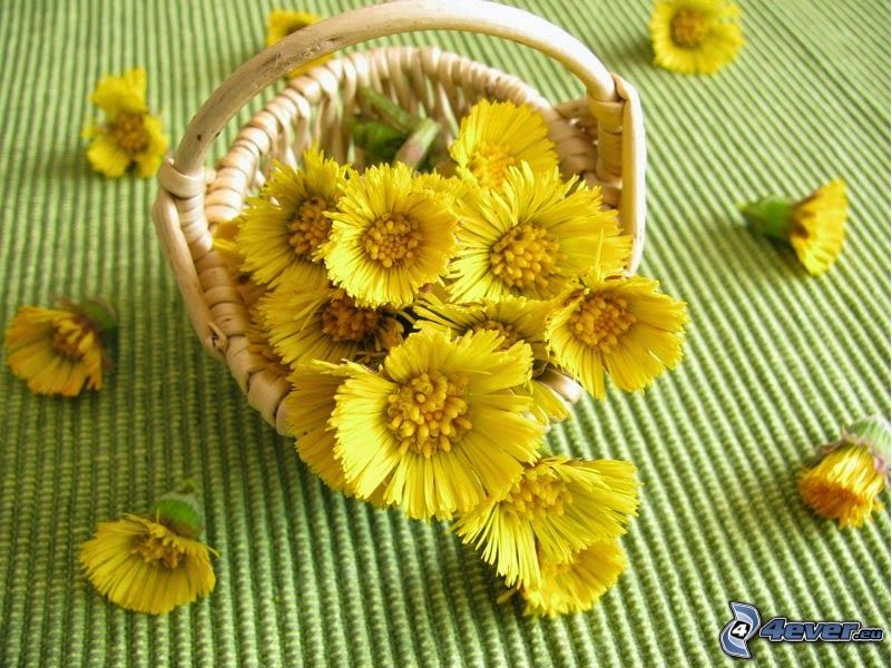 Podbeľ, žlté kvety, košík