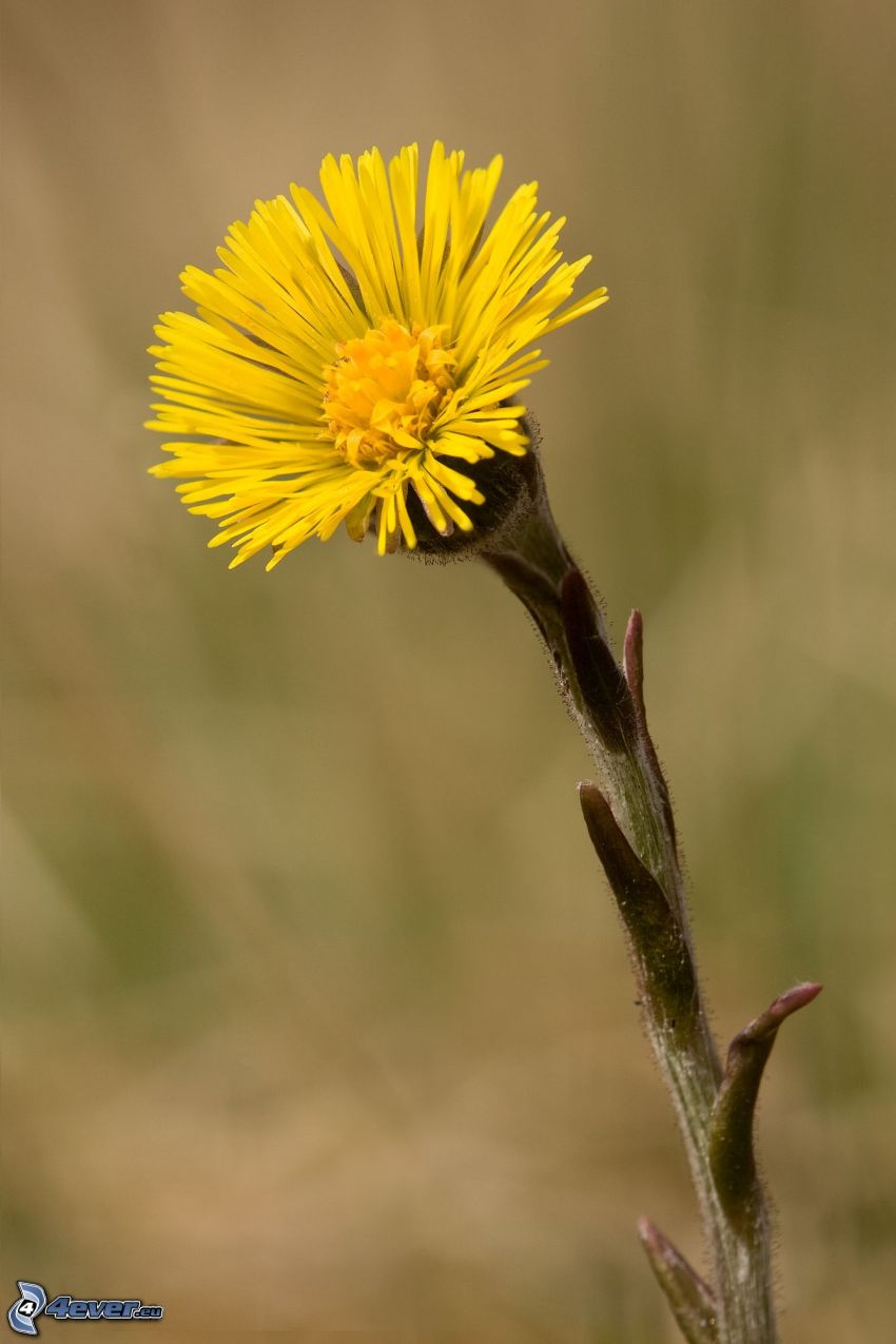 Podbeľ, žltý kvet