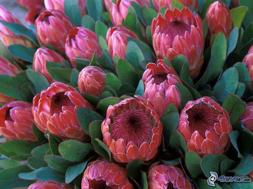 Protea, kvet, listy