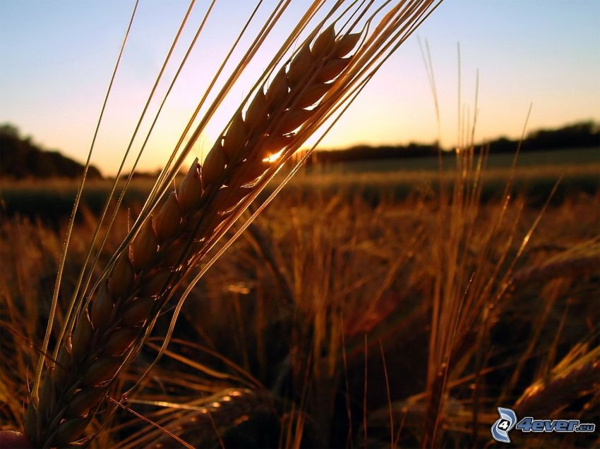 pšenica, západ slnka