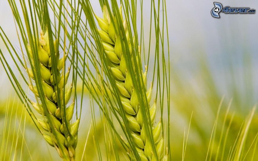pšenica, zelené obilie