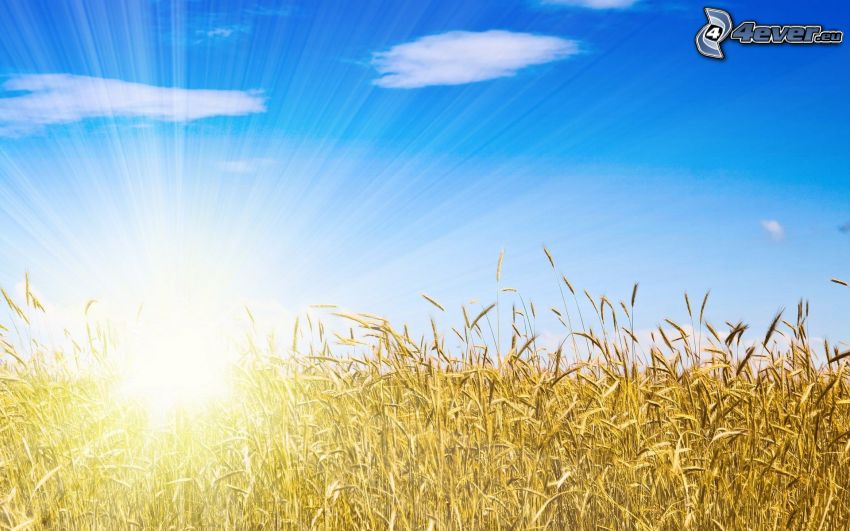 pšeničné pole, slnko, obloha