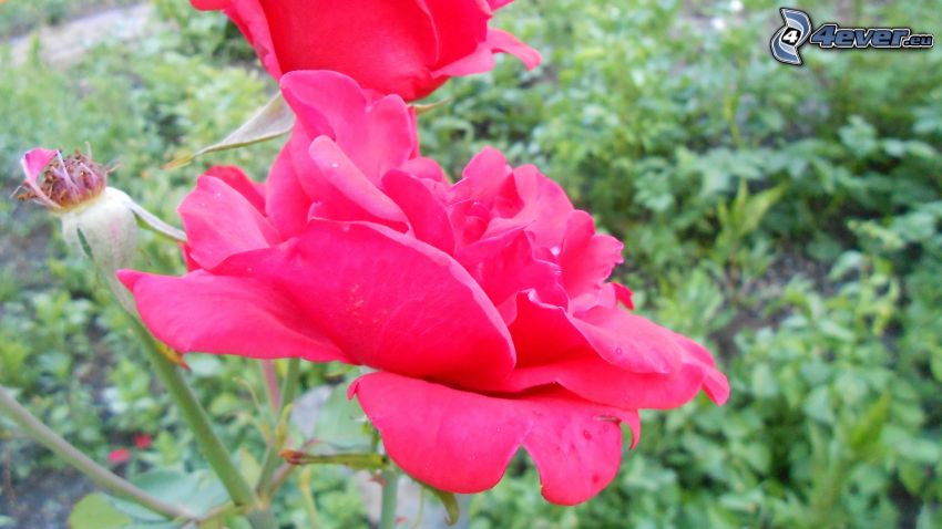 ruža, červená ruža
