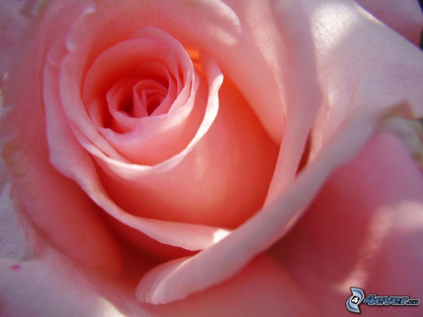 ruža, kvet