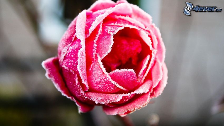 ružová ruža, námraza