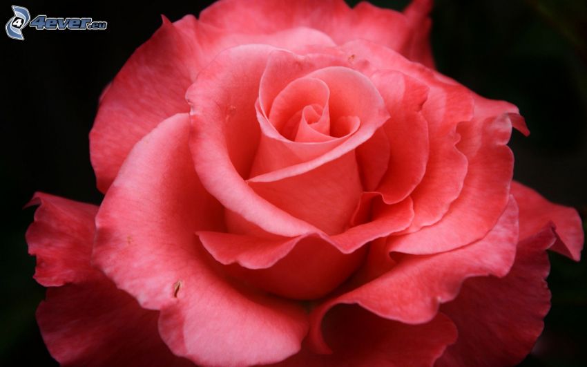 ružová ruža