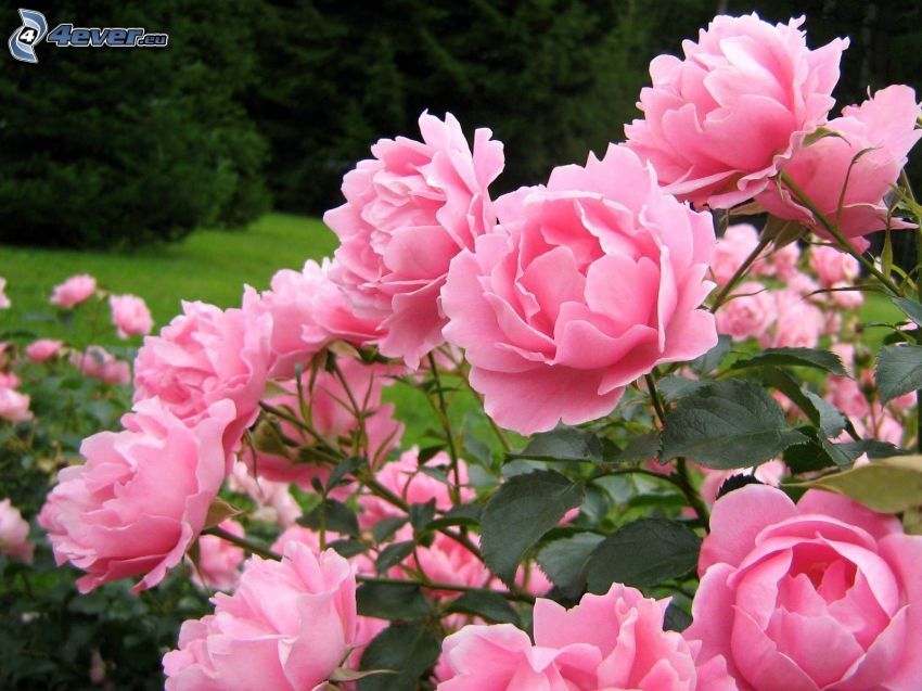 ružové kvety