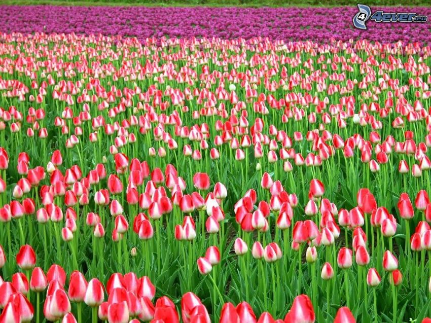 ružové tulipány, fialové tulipány, pole