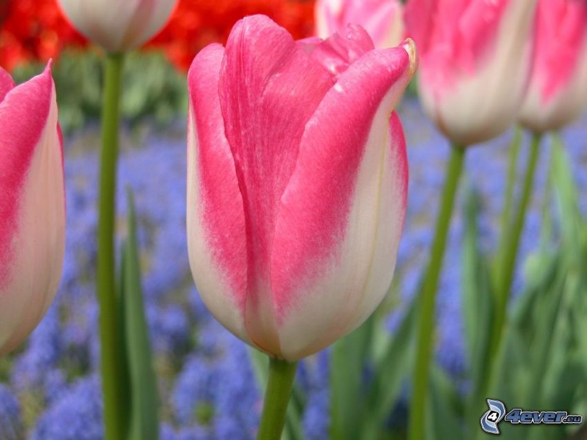 ružové tulipány