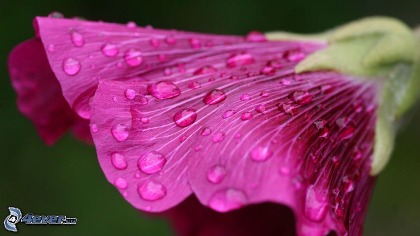 ružový kvet, fialový kvet, kvapky vody, makro