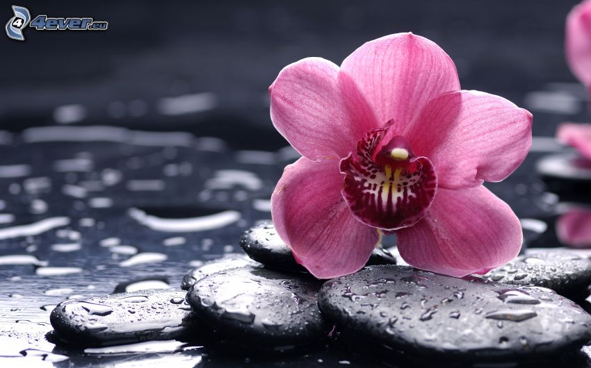 ružový kvet, kamienky, kvapky vody