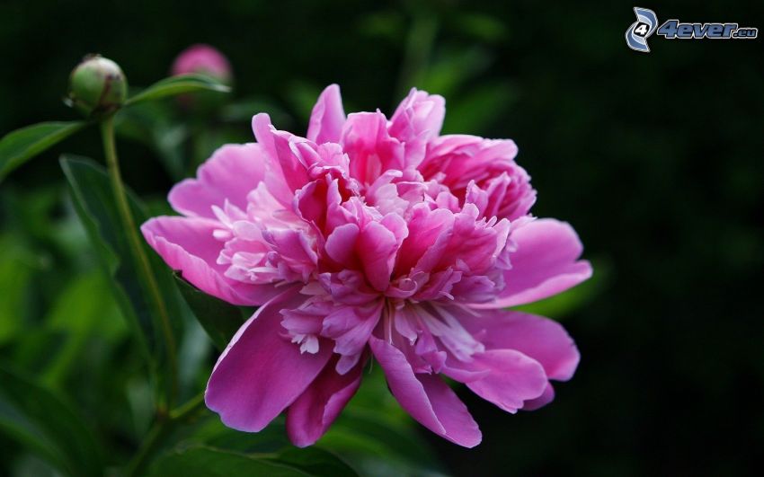 ružový kvet
