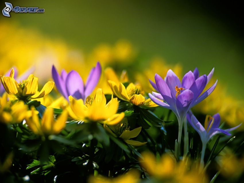 šafrány, žlté kvety