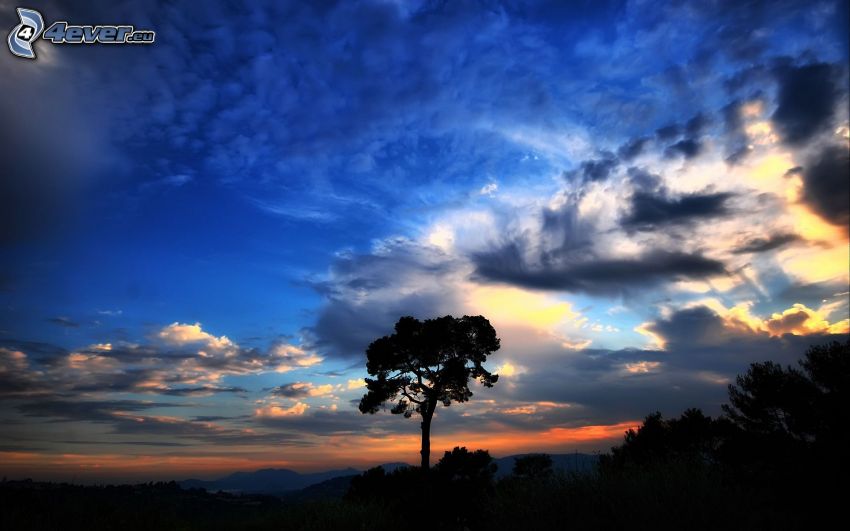 silueta stromu, oblaky