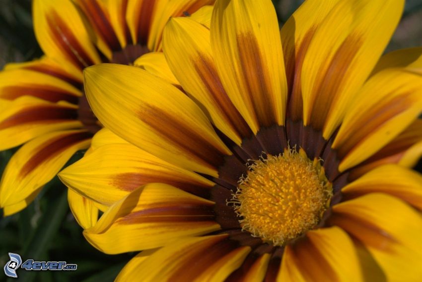 slnečnice, žltý kvet