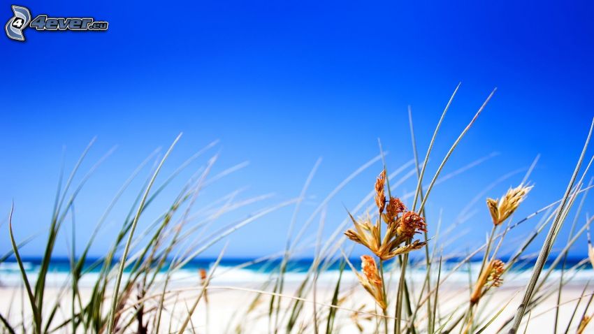 steblá trávy, pláž, modrá obloha