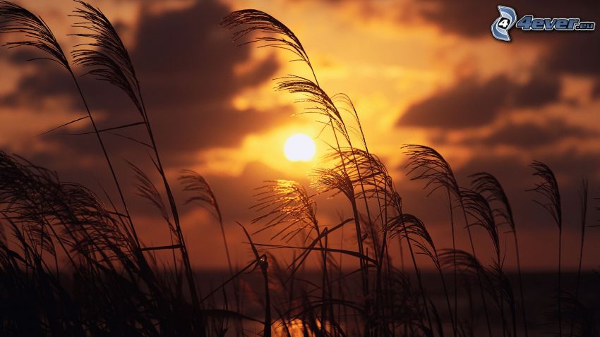steblá trávy pri západe slnka