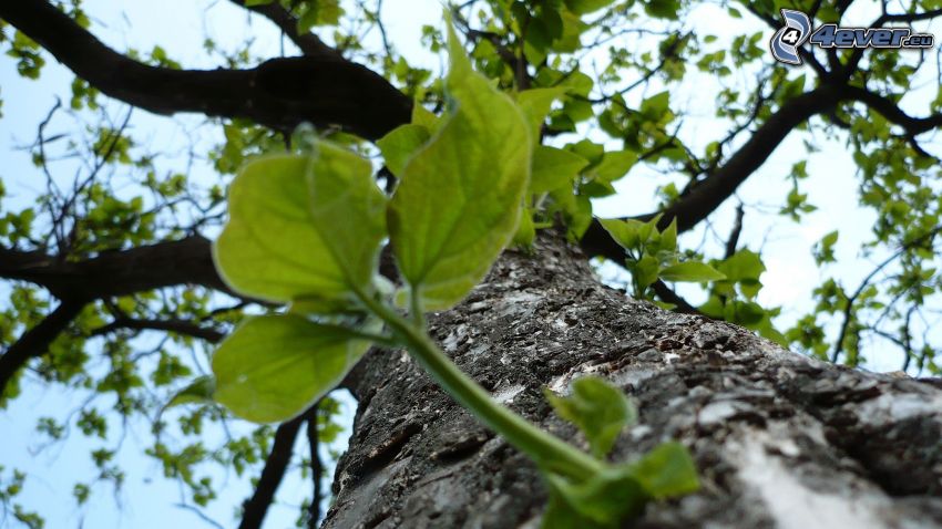 strom, zelené listy