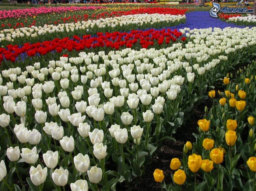 tulipány, biele tulipány, červené tulipány, žlté tulipány