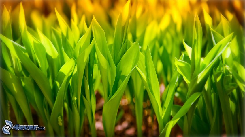 tulipány, zelené listy