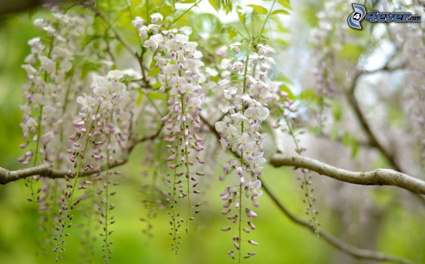 wistéria, biele kvety