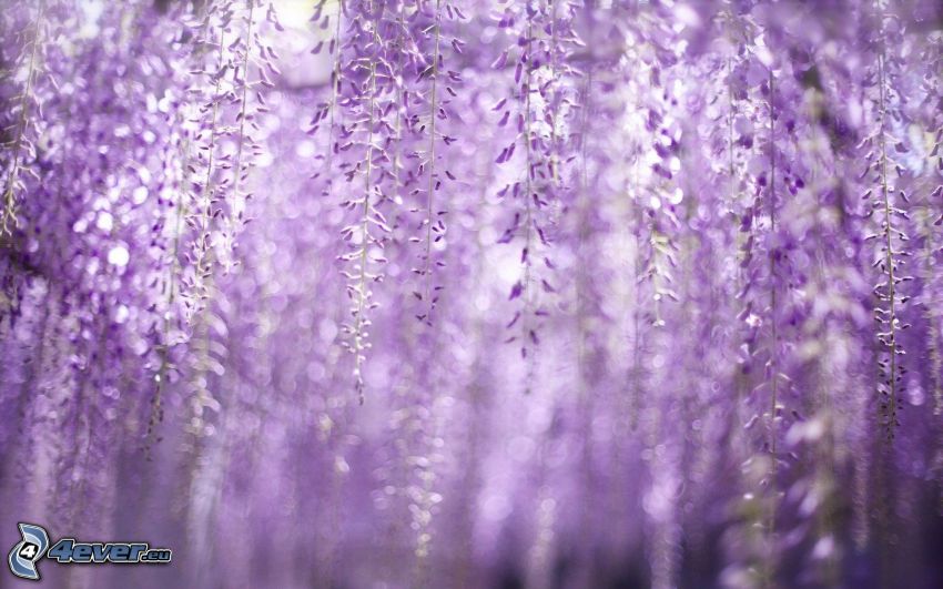 wistéria, fialové kvety