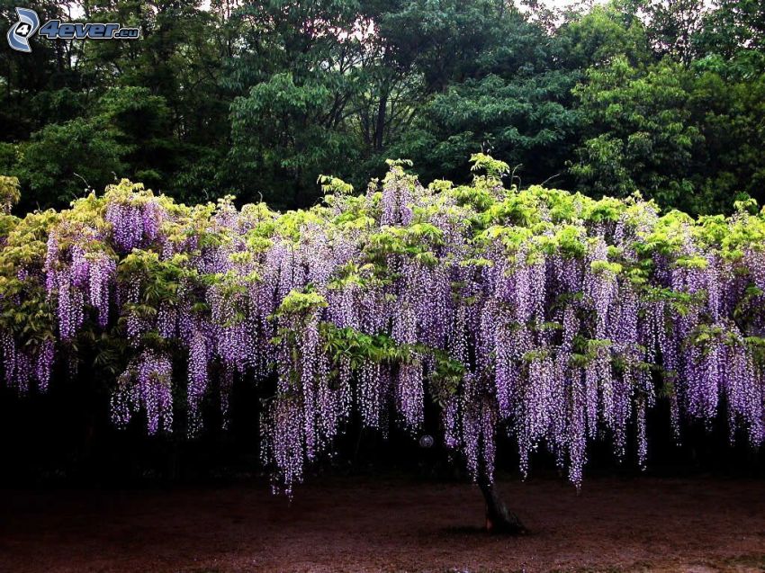 wistéria, fialový strom, stromy