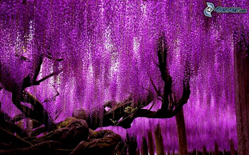 wistéria, fialový strom