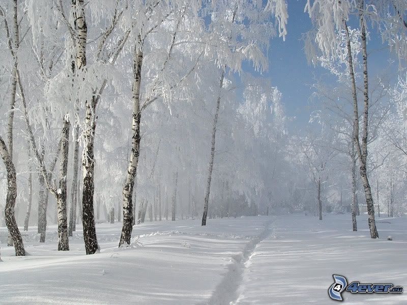 zamrznuté brezy, cestička