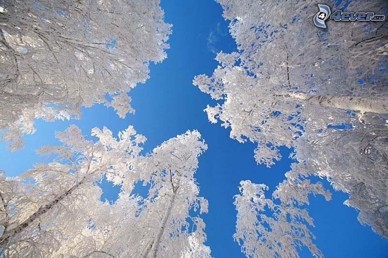 zamrznuté brezy