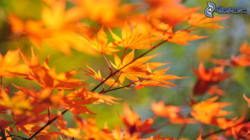 zažltnutý jesenný konár, vetva, listy