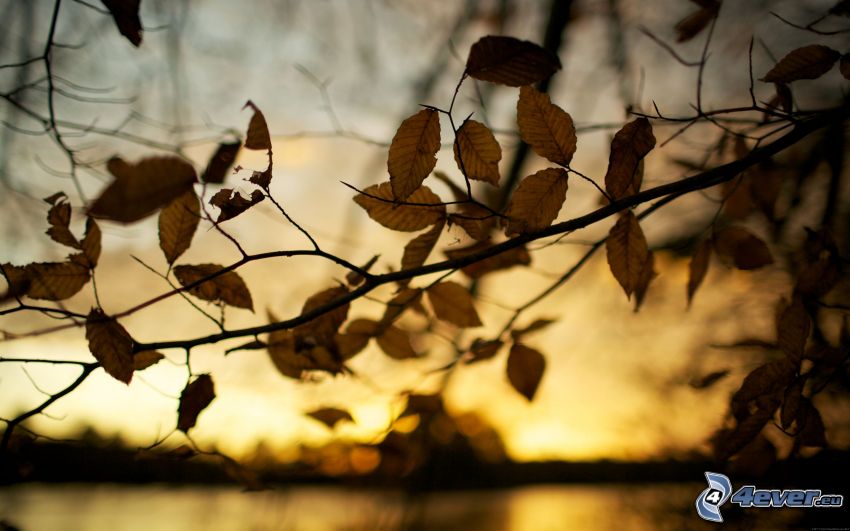 zažltnutý jesenný konár, žlté listy