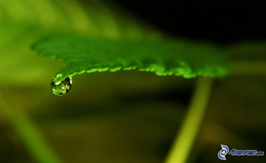 zelený list, kvapka vody