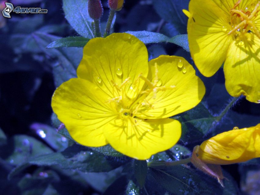 žlté kvety