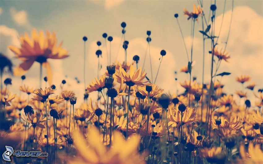 žlté kvety