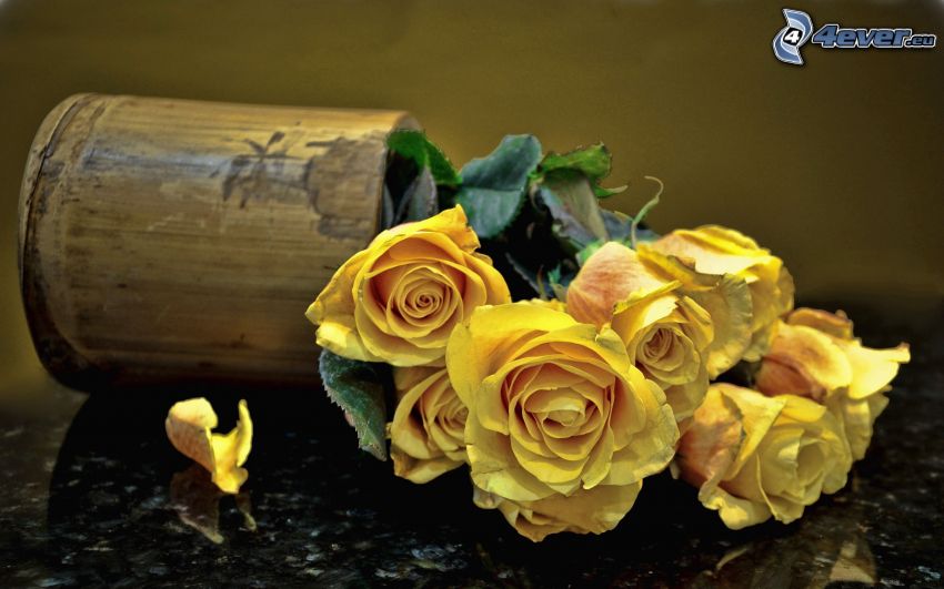 žlté ruže, váza