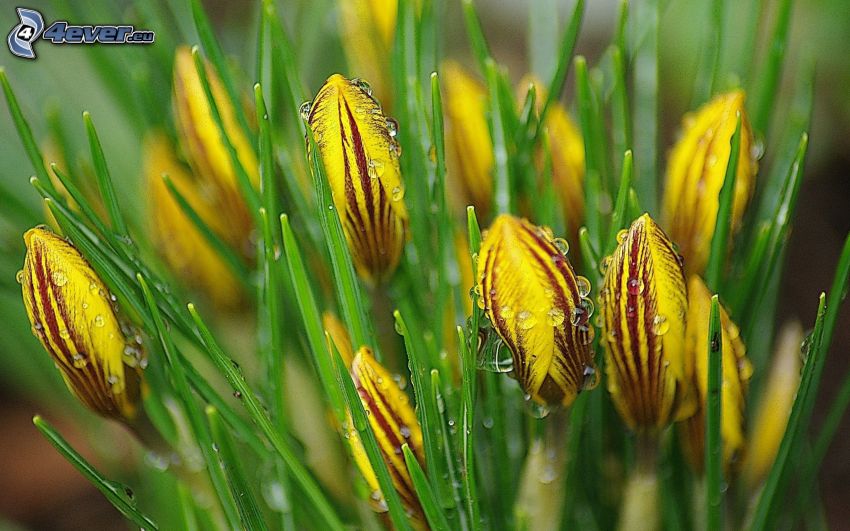 žlté tulipány, kvapky vody