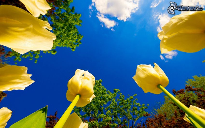 žlté tulipány, modrá obloha