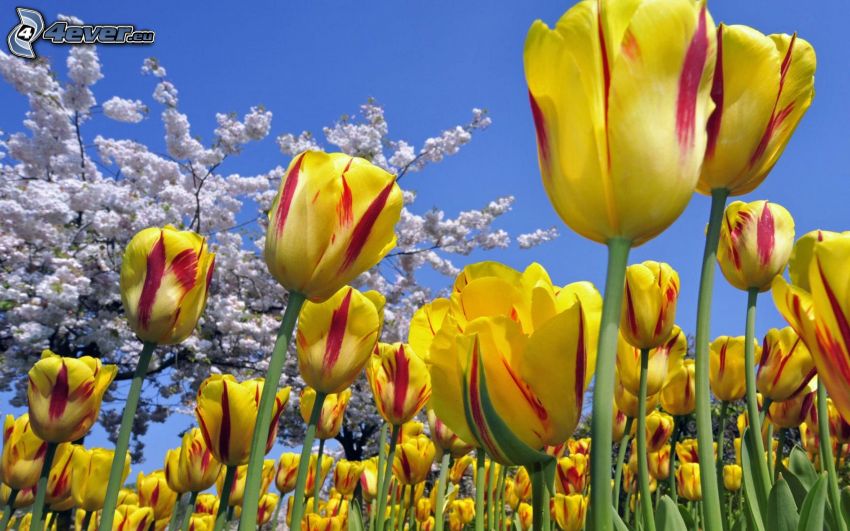 žlté tulipány, rozkvitnutý strom, obloha