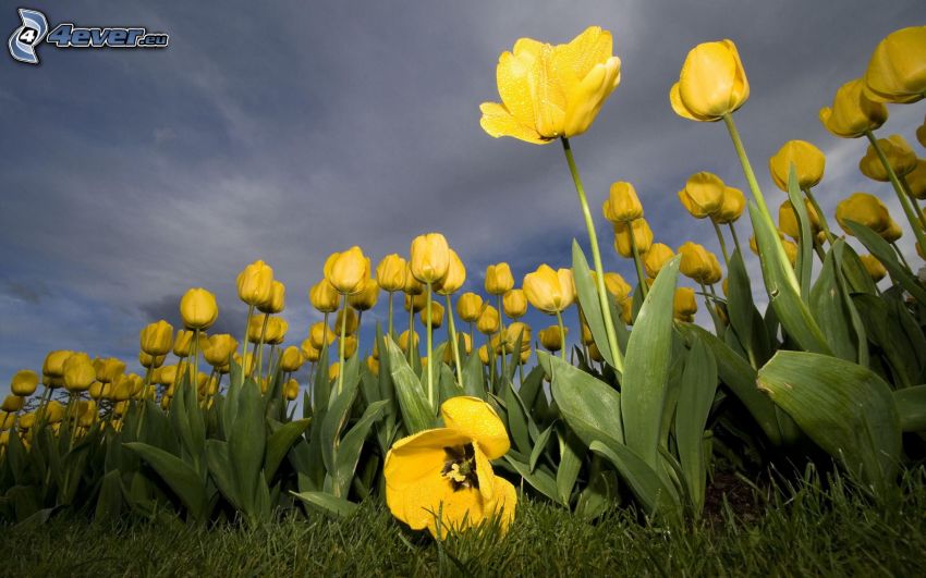 žlté tulipány, zelená tráva, obloha