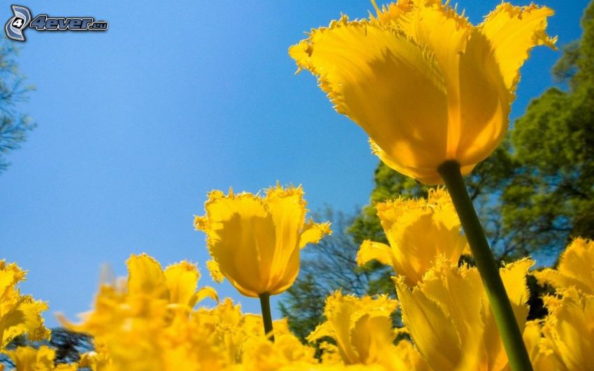 žlté tulipány